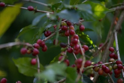 Ethiopia – Sidama Duwancho